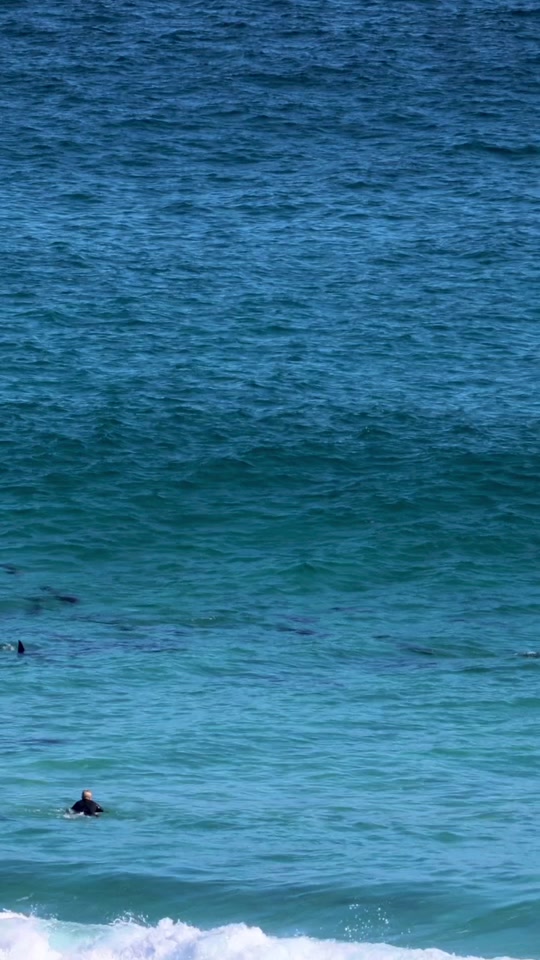 Caught off-guard by a group of new friends🐬 😲 Dolphins are highly intelligent creatures with complex social structures, often forming strong bonds within their pods💙 🎥 @shotsbystads #dolphins #surfing #surfer #ocean #vacation thumbnail